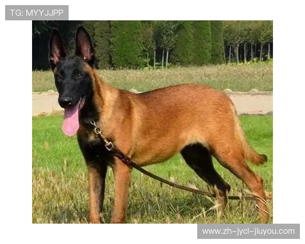 防守铁闸谁称雄:中超后卫与门将赛季数据权威排行